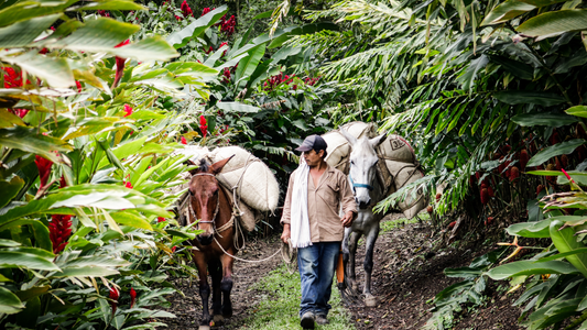 Colombia, Land of Coffee
